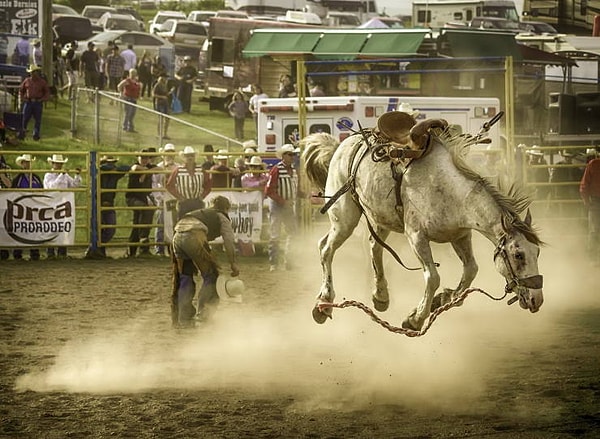 2. Суперфотогеничная лошадь