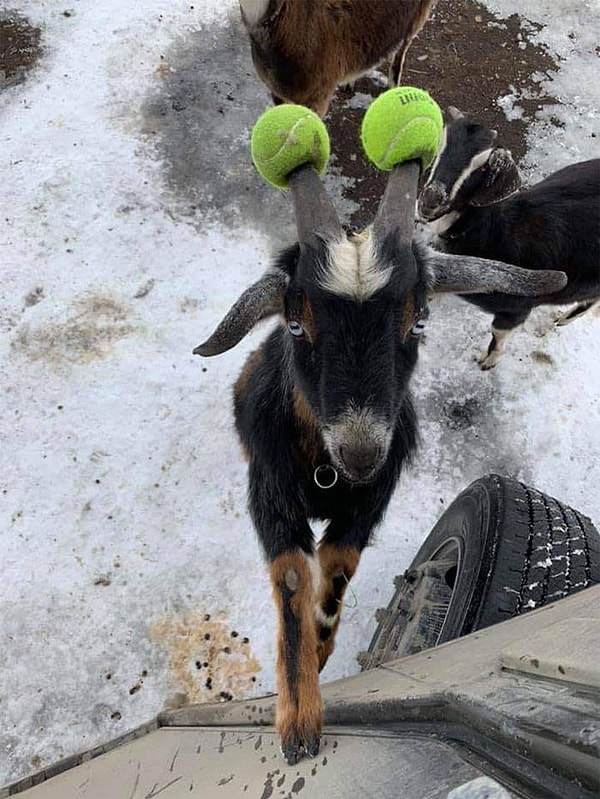 12. Кажется, кто-то мне угрожает!