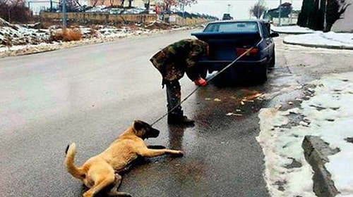 Hayvan Hakları Raporu Meclis'e Gönderildi: Terk Edene 10 Bin Lira Ceza, İşkenceye 2 Yıl Hapis İsteniyor