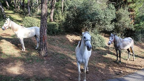 Büyükada'da 'Ruam' Tedirginliği: Sokaklar Sessiz, Rezervasyonlar İptal