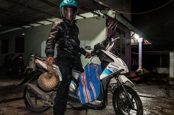30. Yasak olmasına rağmen Endonezyalı bu avcı her hafta Surabay şehrine karıncayiyen tedarik ettiğini söylüyor. Bu fotoğrafın sahibi ise Brent Stirton.