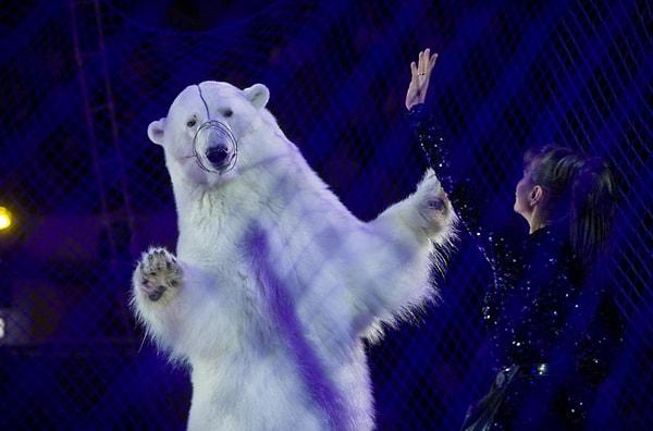 38. Kazan, Rusya'da bir kutup ayısı çalıştığı sirkteki tellerin ardında dans ediyor. Bu fotoğraf Kirsten Luce imzalı.