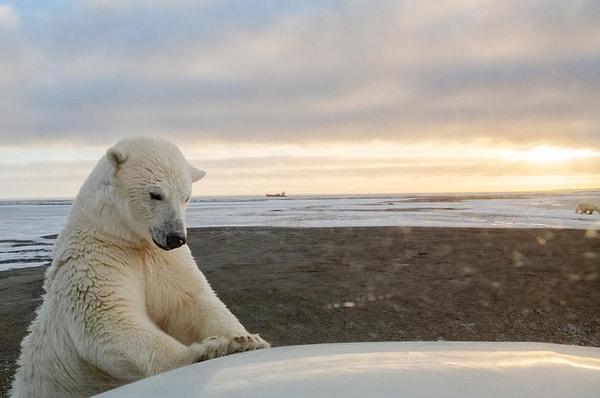 60. Alaska'da bir ayı, arabayı inceliyor. Bir Katie Orlinsky fotoğrafı.