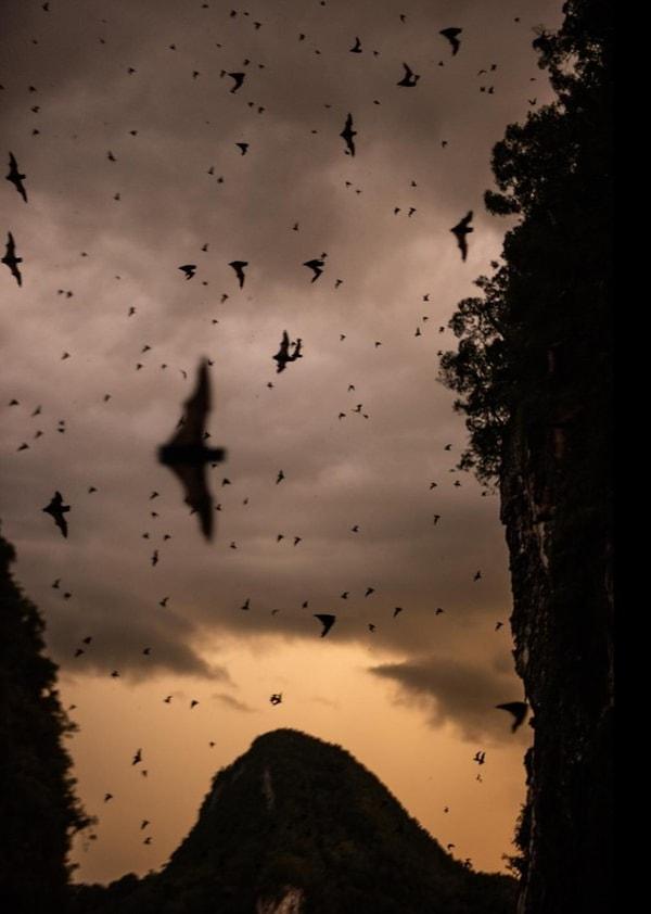 73. Carsten Peter bu fotoğrafı yine Geyik Mağarası'nda çekmiş. Bu mağara iki milyon yarasaya ev sahipliği yapıyor.