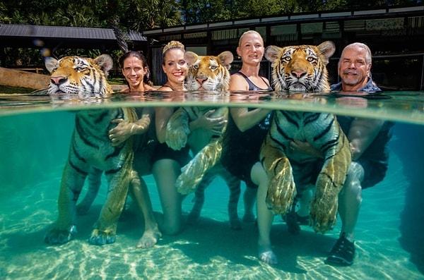 82. Antle ailesi ve çalışanları, safari işi yürüttükleri kaplanlarla havuzdalar. Steve Winter imzalı bir fotoğraf.