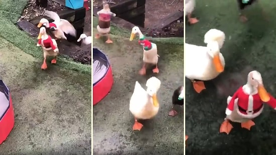 Noel Kazakları Giyen Ördeklerin Aşırı Sevimli Görüntüleri!