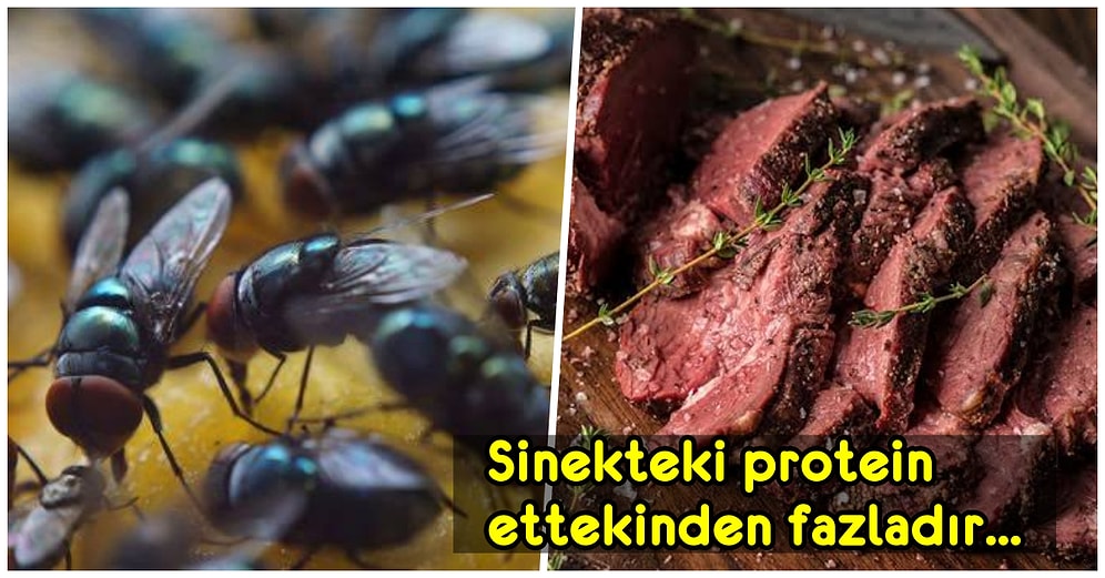 Öğrendiğinizde "Keşke Bunları Hiç Duymasaydım" Dedirtecek 15 Rahatsız Edici Gerçek