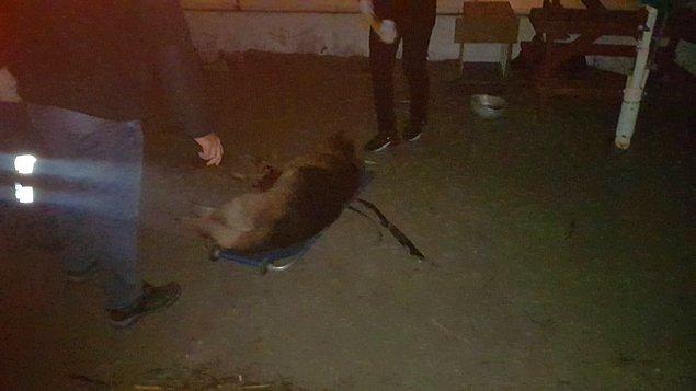 Köpek tarafından ısırılan yaralı polis memuru, arkadaşları tarafından hastaneye kaldırıldı