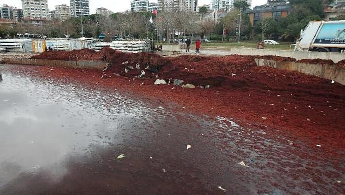 Caddebostan'daki Manzarayı Görenler Güne Merakla Başladı: Sahildeki Kırmızı Yosunların Sebebi Ne?