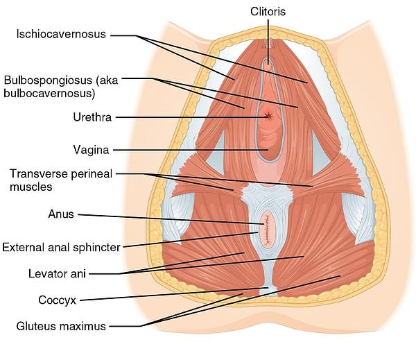 Vajinanın kendisi ise elastik bir yapıdadır. Etrafı da tamamen güçlü kaslarla çevrelenmiştir.