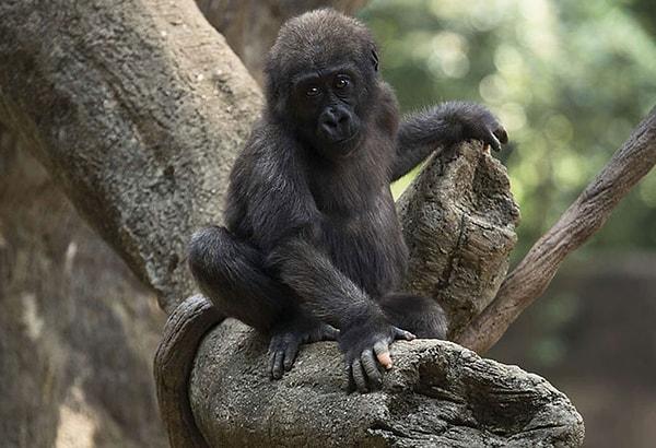 Bir süre önce Atlanta Hayvanat Bahçesi'nde, Anaka isimli primatın 6. yaş günü eğlenceli şekilde kutlandı ve bakıcılar tarafından çekilen fotoğraflar Facebook hesabında paylaşıldı.