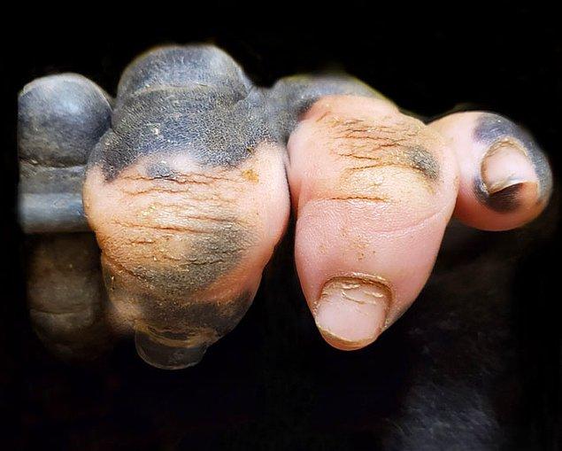 Primatın parmaklarında benzersiz bir pigment yansıması bulunuyor ve yakın çekimle bakıldığında tıpkı bir insan eli gibi görünüyor.