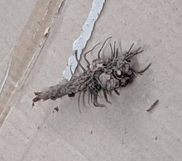 6. «Этот кусок коры в форме скорпиона, приклеенный к картону во дворе моего дома, напугал меня до смерти».