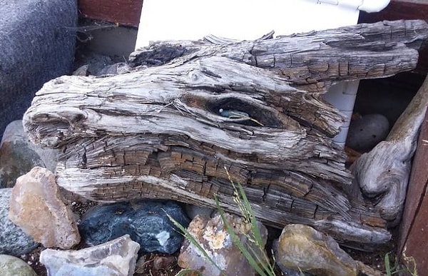10. Кусок древесины, до боли похожий на голову дракона