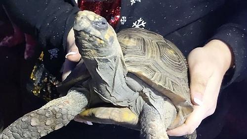 Kameralara 'Sinirli' Bir Bakış Attı: Noel Günü Evde Tek Bırakılan Kaplumbağa Yangın Çıkardı