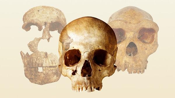 Günümüze nasıl ulaşabildiği merak konusu olan "500 bin yıllık fosilleşmiş bir beyin" keşfedildi!