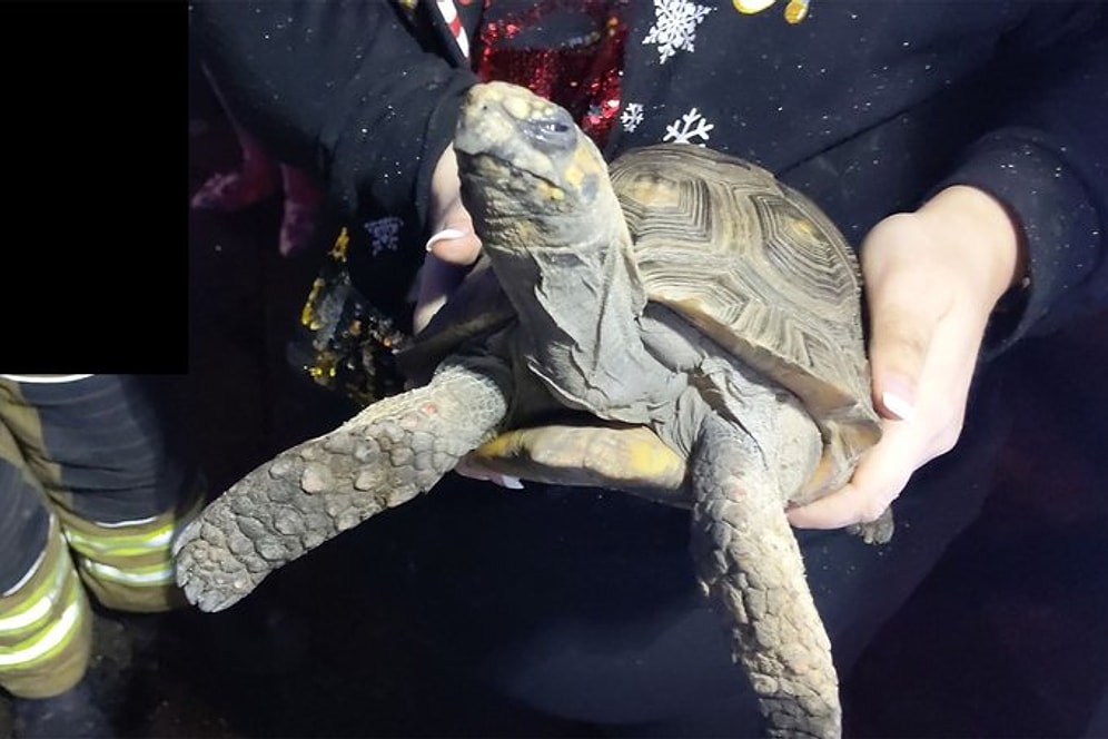 Черепаха, которую оставили одну на Рождество, подожгла дом