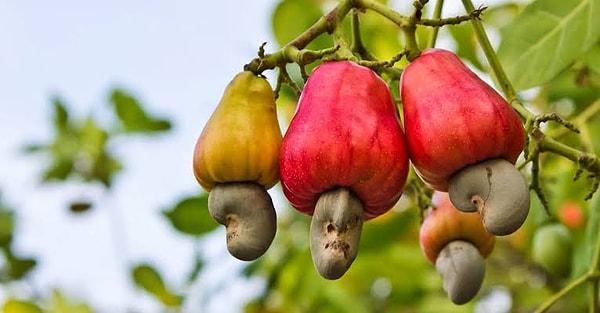 8. Kaju, fıstık ve mangolar aynı bitki ailesinden gelirler bu yüzden fıstık alerjisi olan insanlar çoğu zaman mangoya da tepki verir.