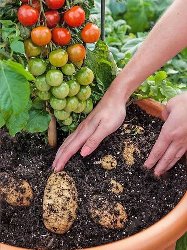 9. Domates ve patatesi hem patates hem de domates veren "domtates" isimli bir melez ağaçta toplamak mümkündür.