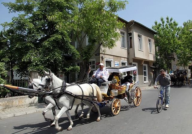 "1600 at var bir tane bile veteriner yok"