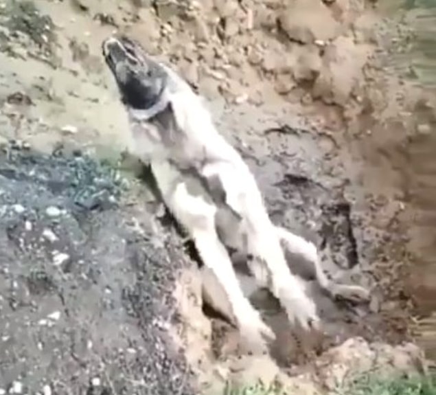 Kendisinin bir hayvansever olduğunu belirten Bövelek, sosyal medyada yer alan görüntülerin gerçeği yansıtmadığını söyledi.