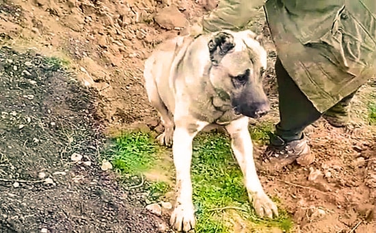 Çoban Köpeğinin Zehirlenerek Diri Diri Gömüldüğü İddia Edilmişti: Soruşturma Başlatıldı