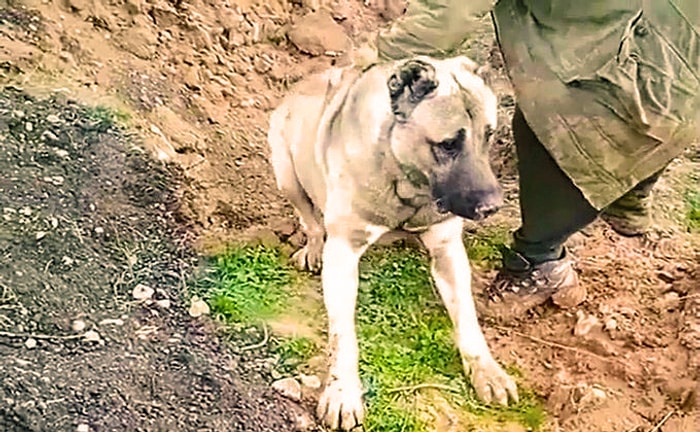 Çoban Köpeğinin Zehirlenerek Diri Diri Gömüldüğü İddia Edilmişti: Soruşturma Başlatıldı