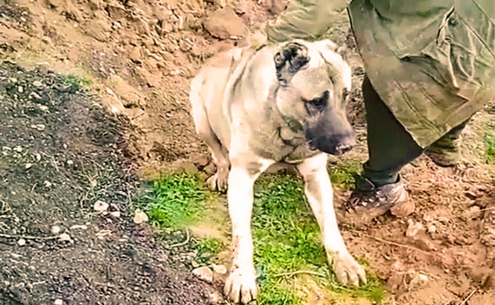 Çoban Köpeğinin Zehirlenerek Diri Diri Gömüldüğü İddia Edilmişti: Soruşturma Başlatıldı