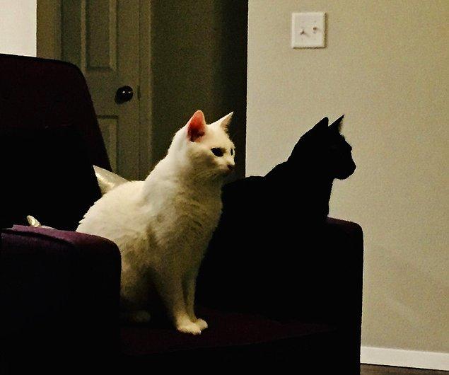 9. "Siyah kedim beyaz kedimin gölgesi gibi gözüküyor."