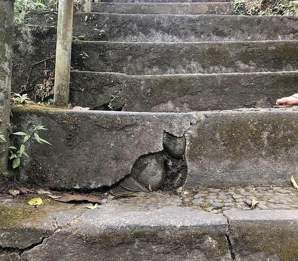 12. "Merdivendeki bu çatlak bir kedi gibi gözüküyor."