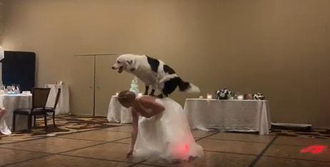 Evlenen İnsan Dostuna Düğünde Dans Ederek Eşlik Eden Köpek