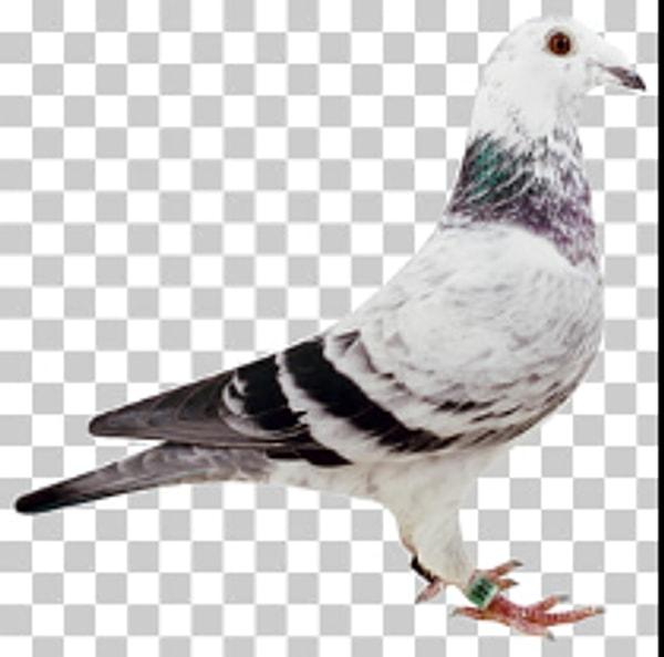 Mehmet Seçe Pigeon Master