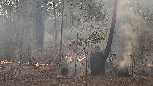 Orman yangınında yaklaşık 5 milyon hektarlık alan kül oldu ve 1000'den fazla ev kullanılmaz hale geldi.