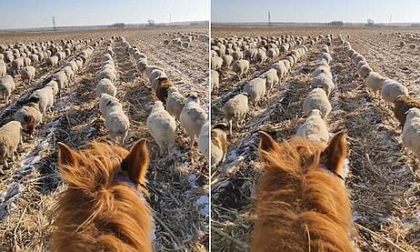 Yüzlerce Koyuna Askeri Düzende Yürümeyi Öğreten Çoban
