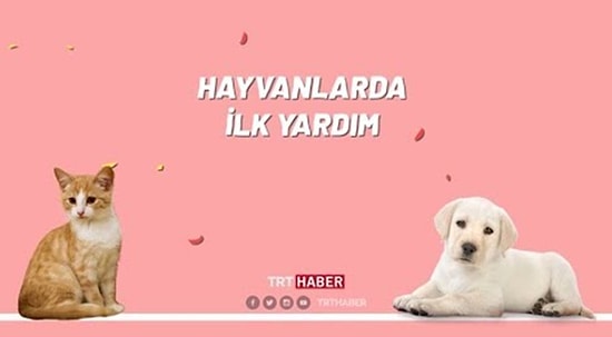 Minik Dostlarımıza İlk Yardımı Nasıl Yapmalıyız?