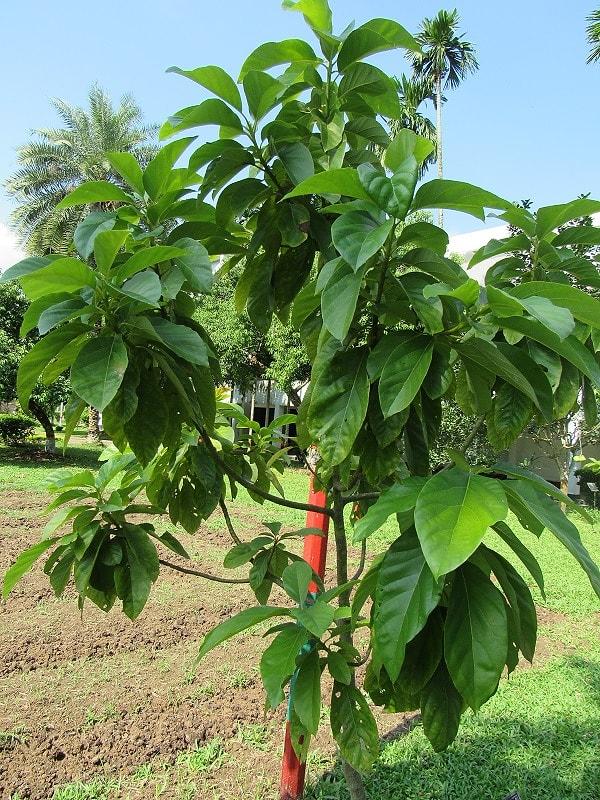 15. Avokado ağacı.
