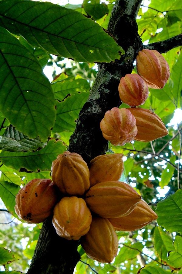 18. Kakao ağacı.