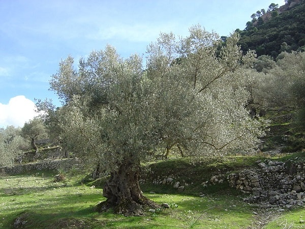 20. Hayret verici güzellikteki bir zeytin ağacı.