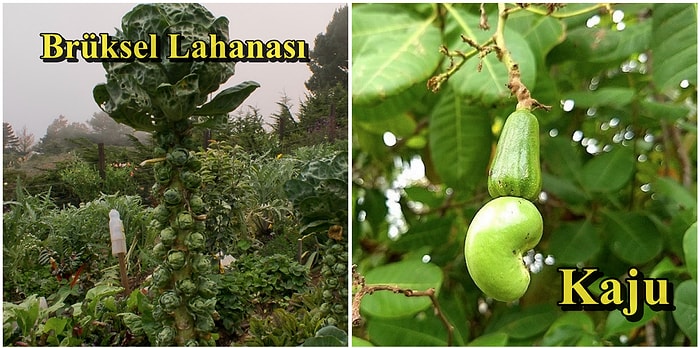 Hemen Hemen Her Gün Tükettiğimiz Besinlerin Dallarından Toplanmadan Önce Nasıl Göründüğü Biliyor muydunuz?