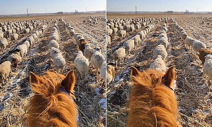 Китайский пастух научил овец ходить строем
