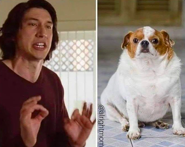 "Köpeğime neden daha fazla yemek yememesi gerektiğini anlatıyorumdur...O sırada köpeğim:"