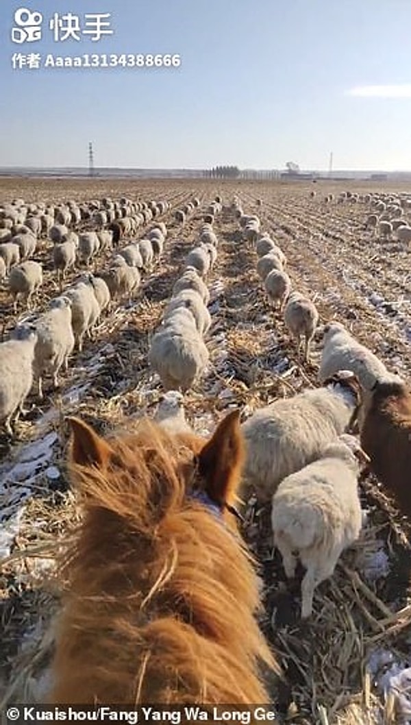 Nie добавил, что все овцы имеют добрый характер, и что каждая овца знает и отзывается на свое имя.