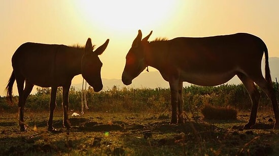Eşeğe Tecavüze 300 Lira Para Cezası: ‘Değerinde Bir Azalma Olmadı’