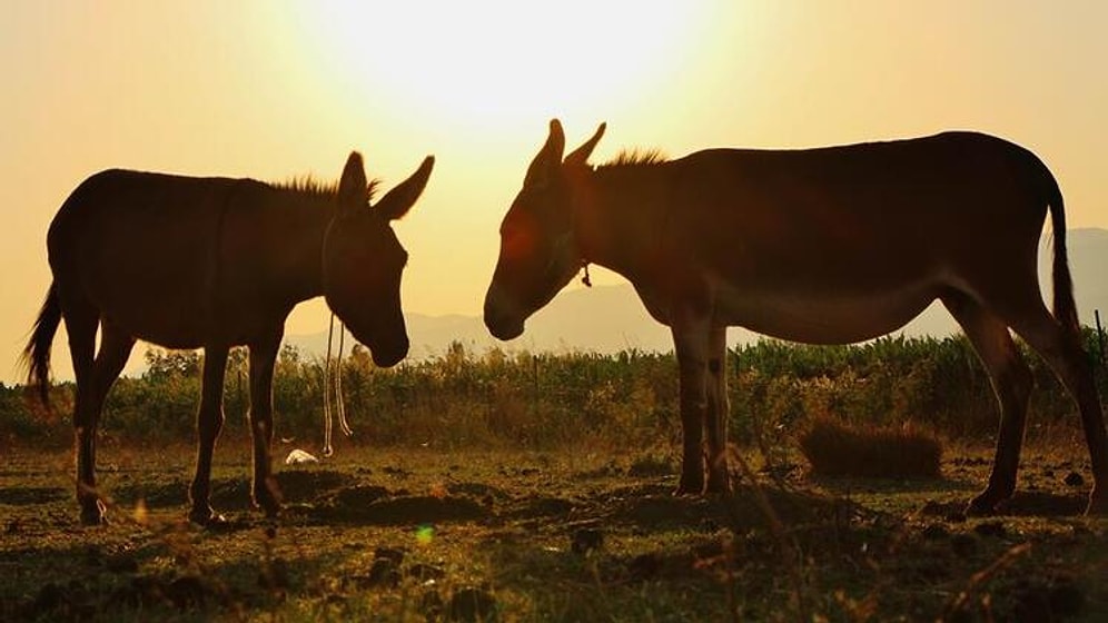 Eşeğe Tecavüze 300 Lira Para Cezası: ‘Değerinde Bir Azalma Olmadı’