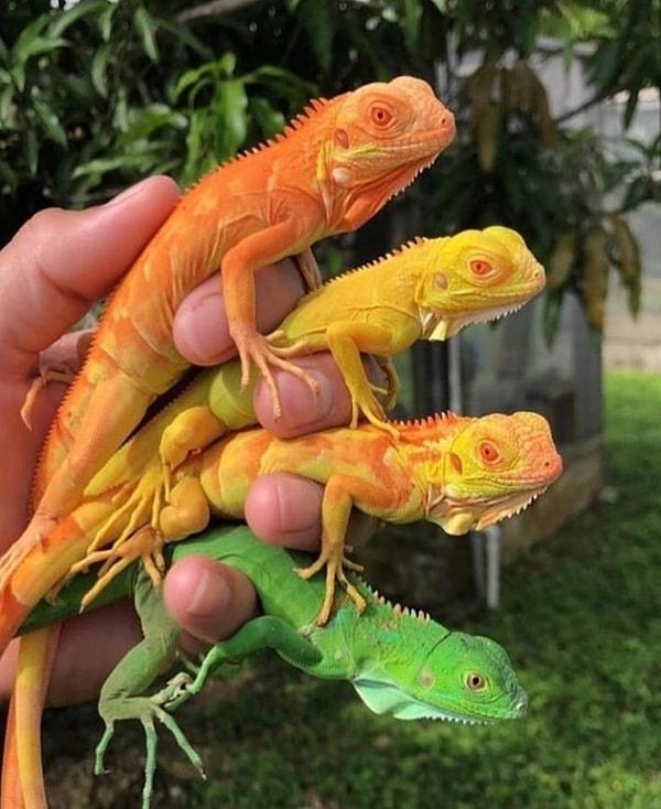 3. Renkli renkli iguanalar! 😍