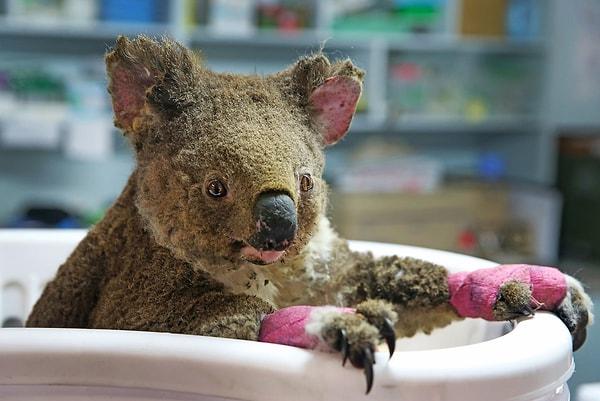 Acaba Avustralya'daki koalalara üzülürken, vizonların cansız olduğunu mu düşünüyordu?