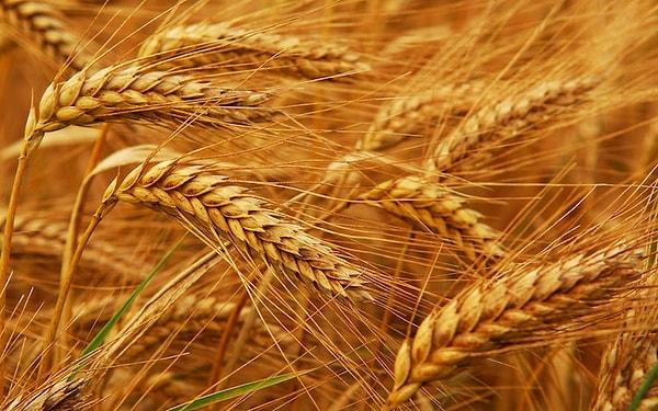 Tahıl Fiyat Endeksi, mısır fiyatlarındaki sert gerilemeyle aylık bazda yüzde 3, yıllık bazda ise yüzde 19,4 oranında düştü.