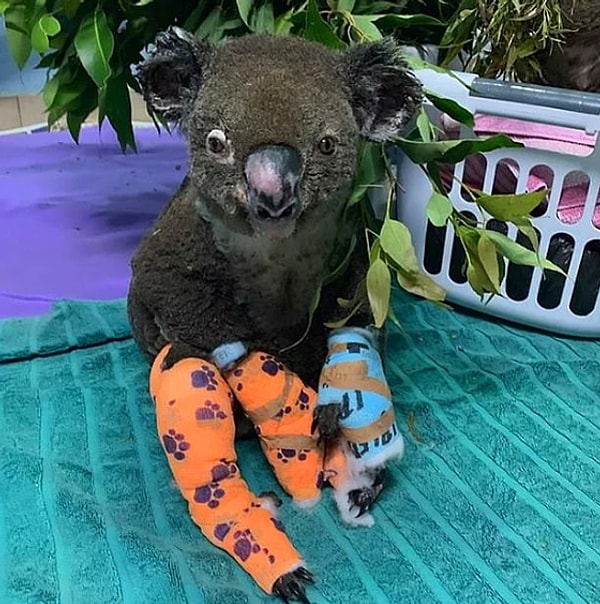 По словам Лей, правительство страны работает с экспертами по коалам, и для этого выделено 6 миллионов долларов бюджета.