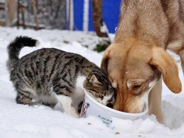 Bu arada... Kışın köpekler 17 saat, kediler ise 6 saat aç kalırlarsa donarak ölebiliyorlar.