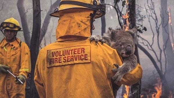 5. Yangın bu kadar yayılmadan önce birçok hayvan kaçabiliyordu fakat koala gibi daha yavaş hareket eden hayvanlar zarar gördüler.